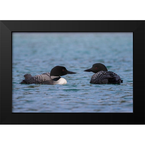 Common Loon Pair Black Modern Wood Framed Art Print by Archer, Ken