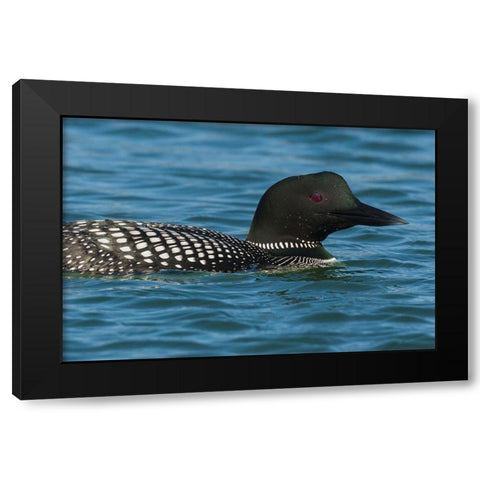 Common Loon Black Modern Wood Framed Art Print by Archer, Ken
