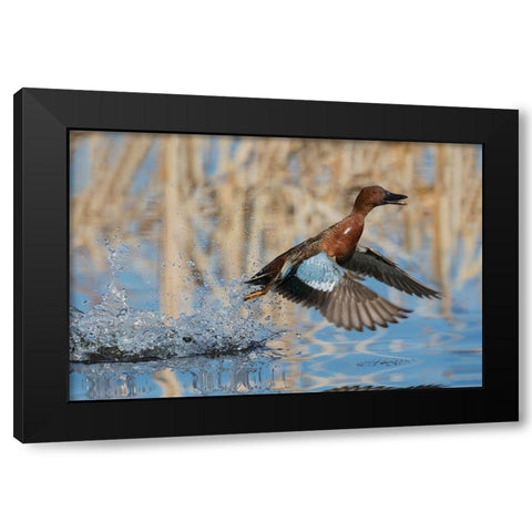Cinnamon Teal Drake taking flight Black Modern Wood Framed Art Print with Double Matting by Archer, Ken