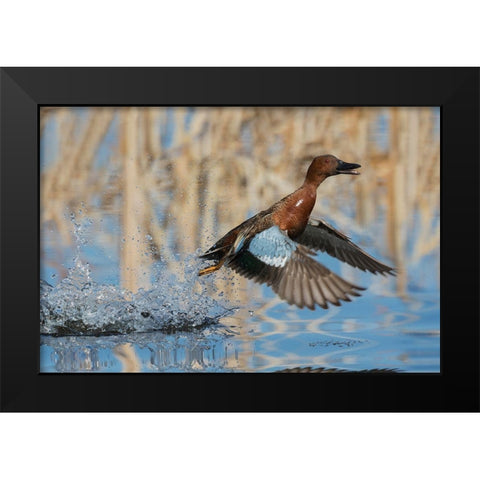 Cinnamon Teal Drake taking flight Black Modern Wood Framed Art Print by Archer, Ken
