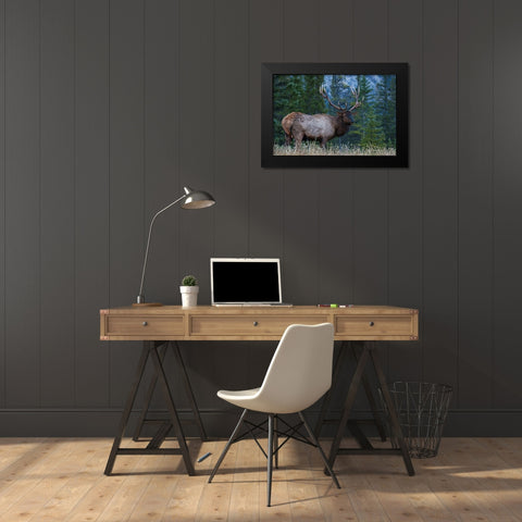 Rocky Mountain Bull Elk Black Modern Wood Framed Art Print by Archer, Ken