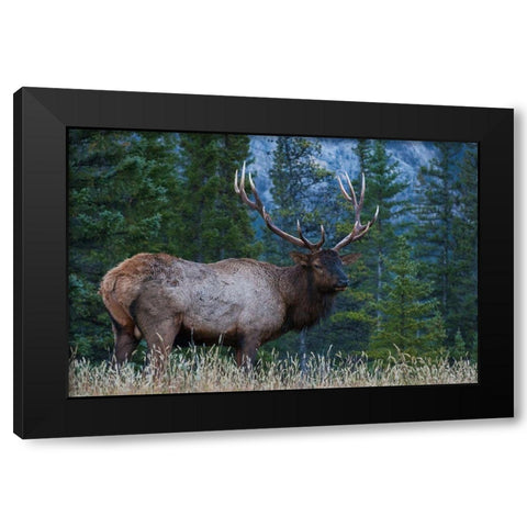 Rocky Mountain Bull Elk Black Modern Wood Framed Art Print with Double Matting by Archer, Ken