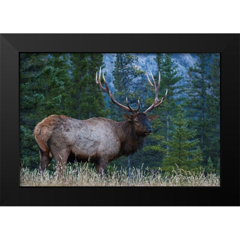 Rocky Mountain Bull Elk Black Modern Wood Framed Art Print by Archer, Ken
