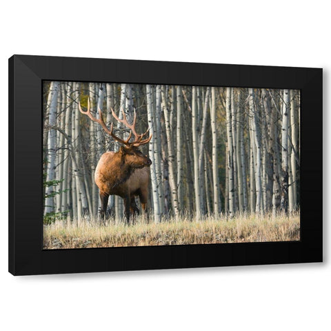 Rocky Mountain Bull Elk-Aspen Forest Black Modern Wood Framed Art Print by Archer, Ken