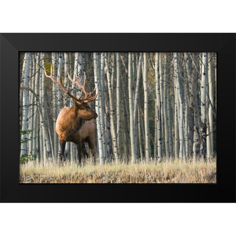Rocky Mountain Bull Elk-Aspen Forest Black Modern Wood Framed Art Print by Archer, Ken