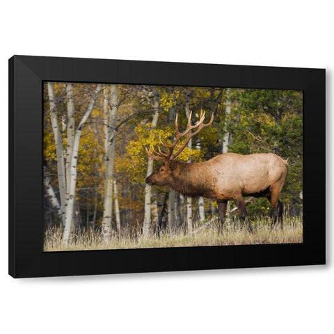 Bull Elk-autumn aspens Black Modern Wood Framed Art Print by Archer, Ken