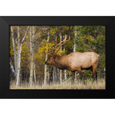 Bull Elk-autumn aspens Black Modern Wood Framed Art Print by Archer, Ken