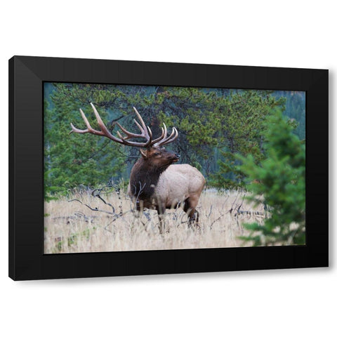 Rocky Mountain Bull Elk Black Modern Wood Framed Art Print by Archer, Ken