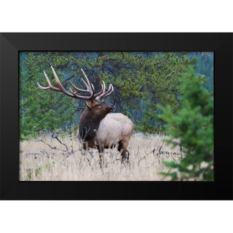 Rocky Mountain Bull Elk Black Modern Wood Framed Art Print by Archer, Ken