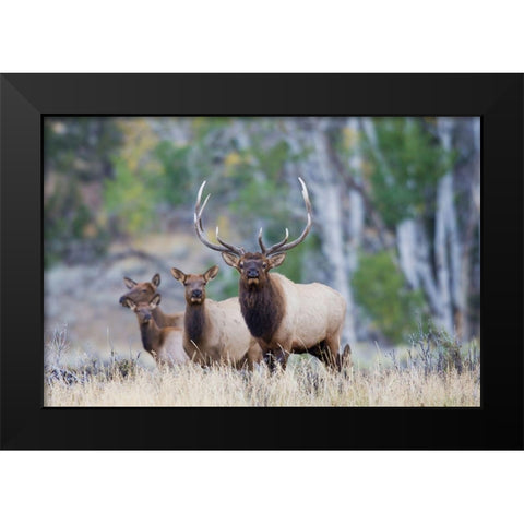 Rocky Mountain Bull Elk with Harem of Cows Black Modern Wood Framed Art Print by Archer, Ken