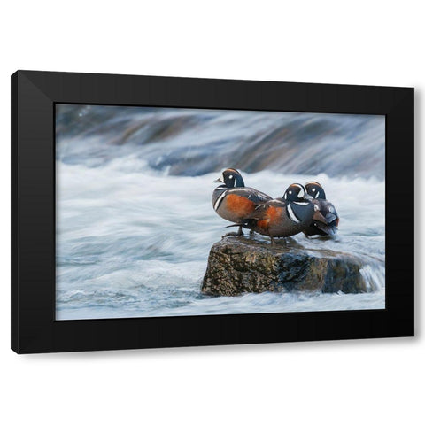 Harlequin Drakes resting in the rapids Black Modern Wood Framed Art Print by Archer, Ken