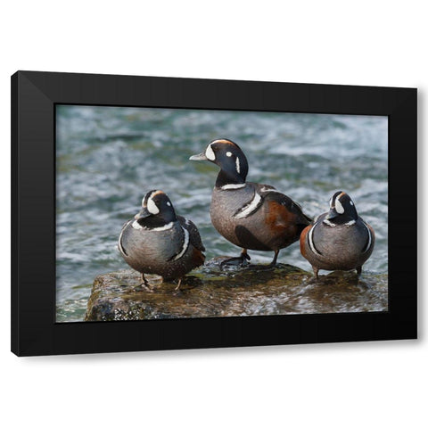 Harlequin Ducks Black Modern Wood Framed Art Print by Archer, Ken