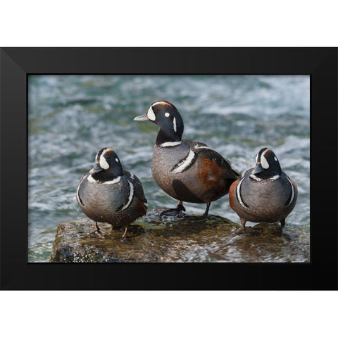 Harlequin Ducks Black Modern Wood Framed Art Print by Archer, Ken