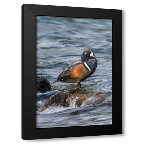 Harlequin Drake Black Modern Wood Framed Art Print by Archer, Ken