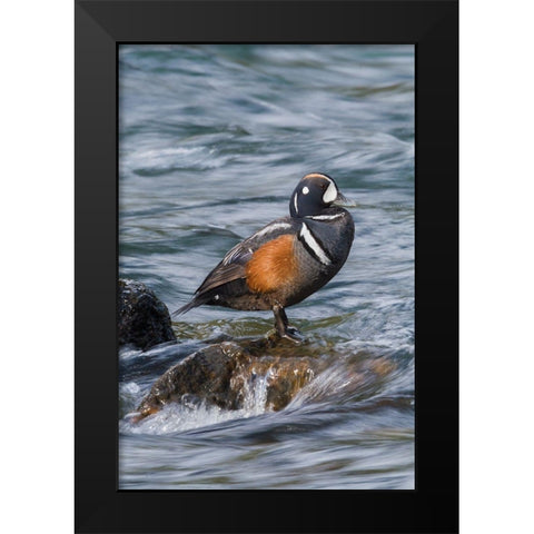 Harlequin Drake Black Modern Wood Framed Art Print by Archer, Ken