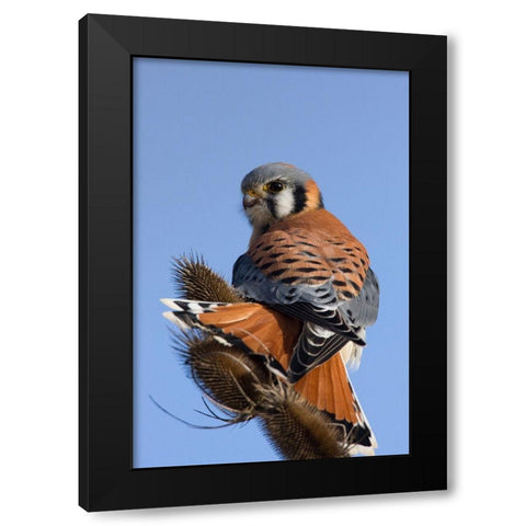 American Kestrel Black Modern Wood Framed Art Print with Double Matting by Archer, Ken