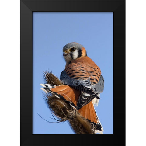 American Kestrel Black Modern Wood Framed Art Print by Archer, Ken