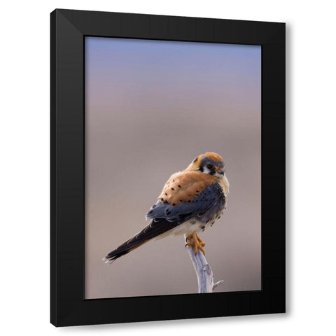 American Kestrel Black Modern Wood Framed Art Print by Archer, Ken