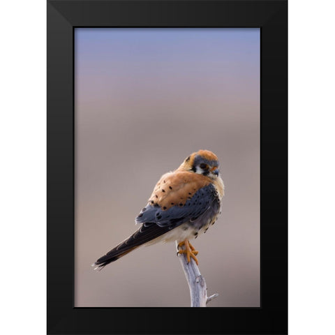 American Kestrel Black Modern Wood Framed Art Print by Archer, Ken