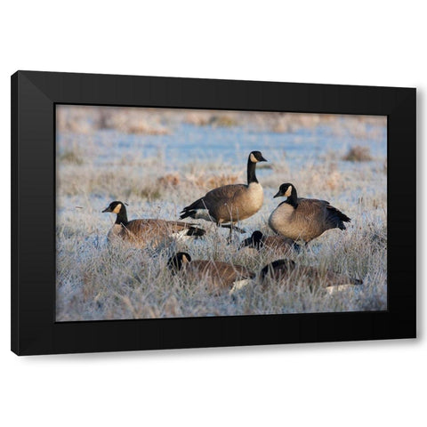 Frosty Morning-Cackling Canada Geese Black Modern Wood Framed Art Print with Double Matting by Archer, Ken
