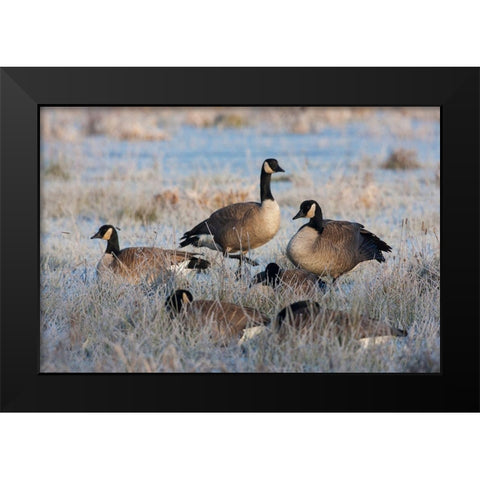 Frosty Morning-Cackling Canada Geese Black Modern Wood Framed Art Print by Archer, Ken