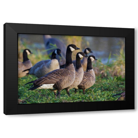 Lesser (Cackling) Canada Geese Black Modern Wood Framed Art Print by Archer, Ken