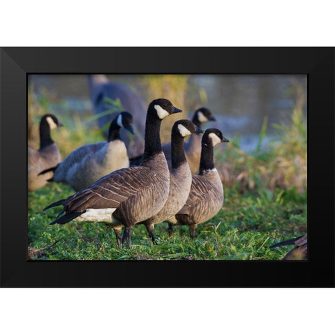 Lesser (Cackling) Canada Geese Black Modern Wood Framed Art Print by Archer, Ken