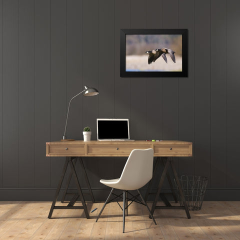Lesser Canada Geese Flying Past Black Modern Wood Framed Art Print by Archer, Ken