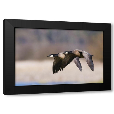 Lesser Canada Geese Flying Past Black Modern Wood Framed Art Print with Double Matting by Archer, Ken