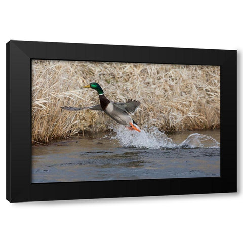 Mallard Drake Taking Flight Black Modern Wood Framed Art Print with Double Matting by Archer, Ken