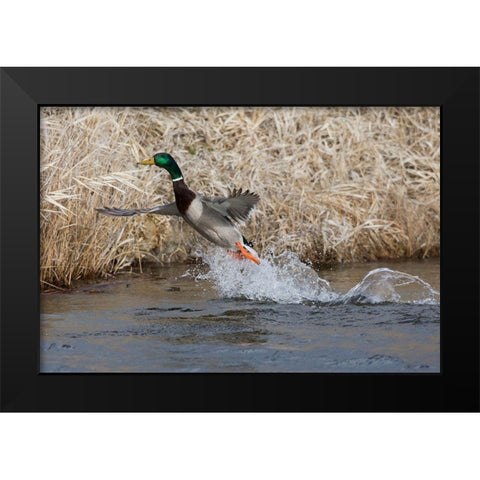 Mallard Drake Taking Flight Black Modern Wood Framed Art Print by Archer, Ken