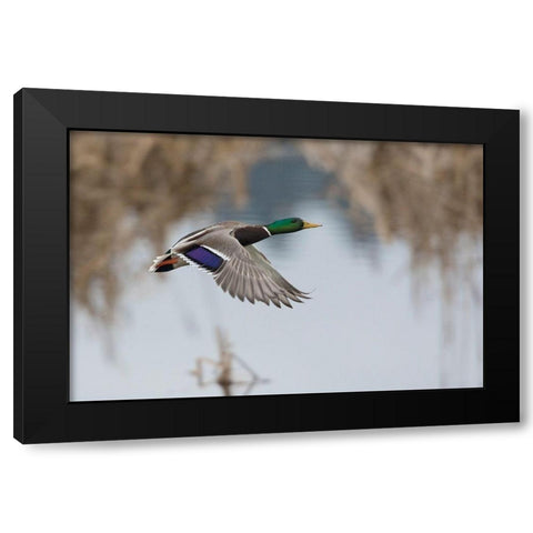 Mallard Drake Taking Flight Black Modern Wood Framed Art Print by Archer, Ken