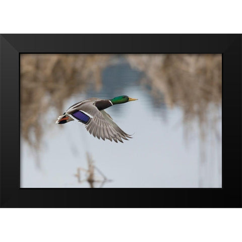Mallard Drake Taking Flight Black Modern Wood Framed Art Print by Archer, Ken