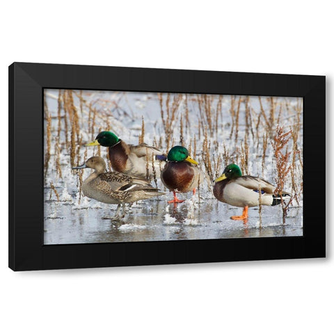 Mallard Drakes and northern Pintail Hen Black Modern Wood Framed Art Print with Double Matting by Archer, Ken