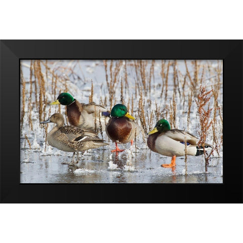 Mallard Drakes and northern Pintail Hen Black Modern Wood Framed Art Print by Archer, Ken