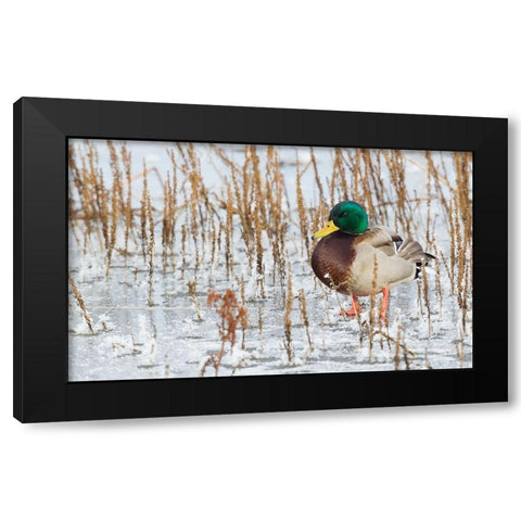 Mallard Duck-frozen pond Black Modern Wood Framed Art Print with Double Matting by Archer, Ken