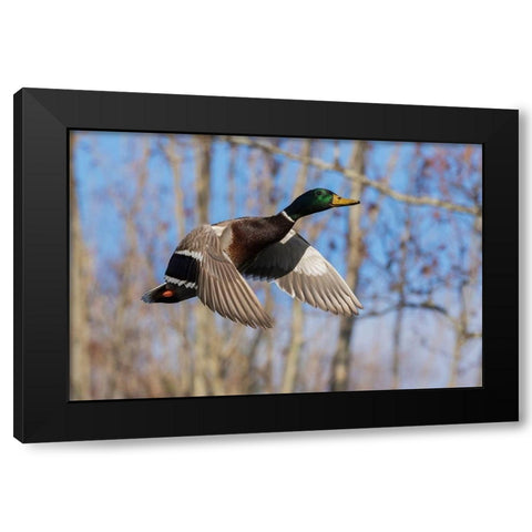Mallard in Flight-wooded habitat Black Modern Wood Framed Art Print by Archer, Ken