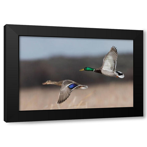 Mallard Duck Pair in Flight Black Modern Wood Framed Art Print by Archer, Ken