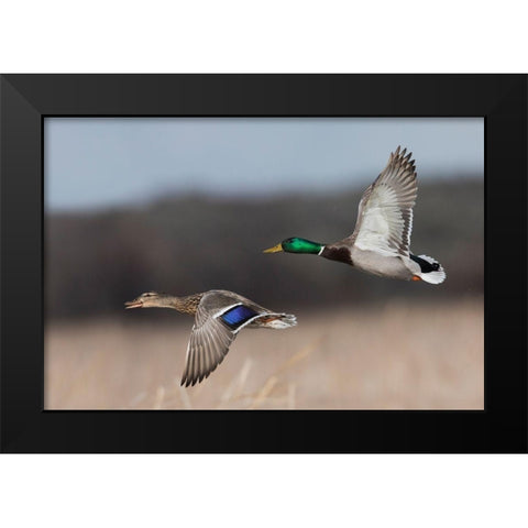 Mallard Duck Pair in Flight Black Modern Wood Framed Art Print by Archer, Ken