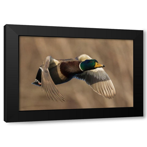 Mallard Drake in Flight Black Modern Wood Framed Art Print with Double Matting by Archer, Ken