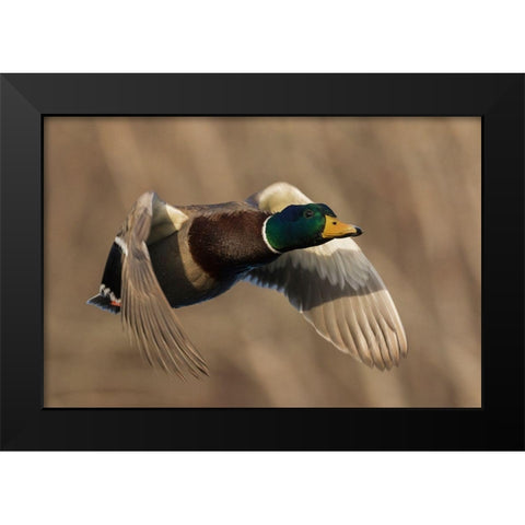 Mallard Drake in Flight Black Modern Wood Framed Art Print by Archer, Ken