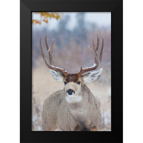 Mule Deer Buck-late autumn snow Black Modern Wood Framed Art Print by Archer, Ken