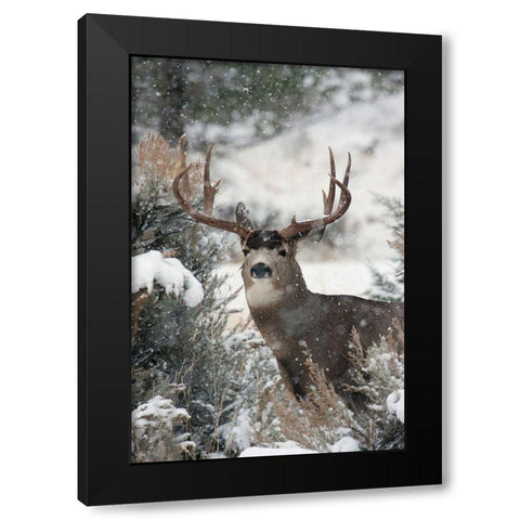 Mule Deer Buck Black Modern Wood Framed Art Print by Archer, Ken