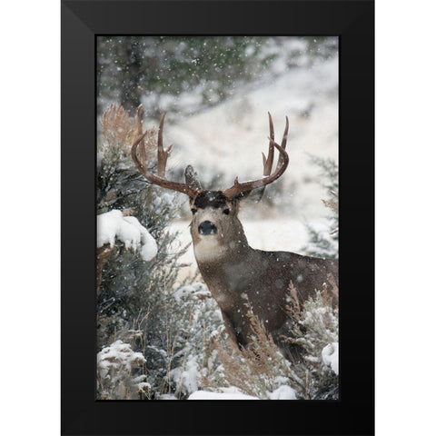 Mule Deer Buck Black Modern Wood Framed Art Print by Archer, Ken