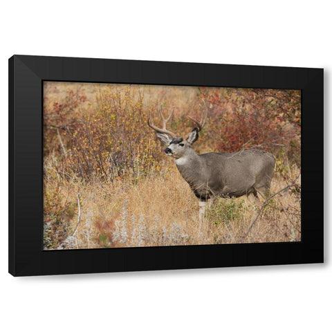 Mule Deer Buck Black Modern Wood Framed Art Print by Archer, Ken