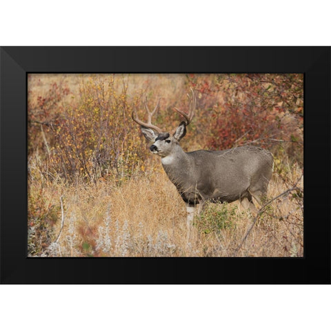 Mule Deer Buck Black Modern Wood Framed Art Print by Archer, Ken