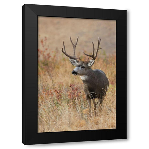 Mule Deer Buck Black Modern Wood Framed Art Print by Archer, Ken