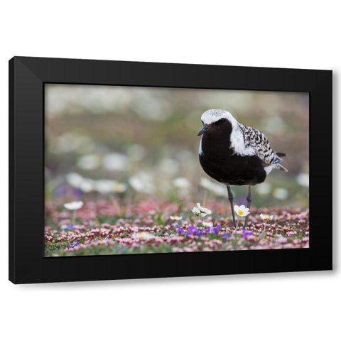 Black-bellied Plover-springtime on the tundra Black Modern Wood Framed Art Print with Double Matting by Archer, Ken