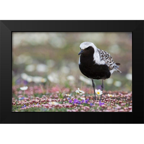 Black-bellied Plover-springtime on the tundra Black Modern Wood Framed Art Print by Archer, Ken