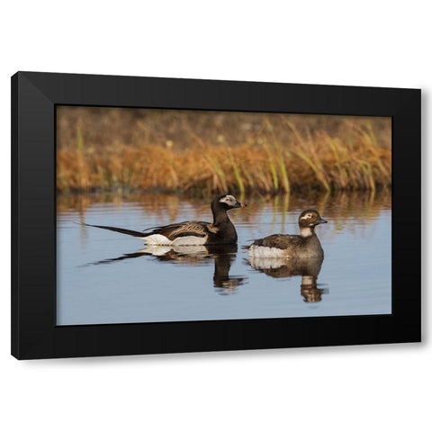 Long-tailed Duck Pair (Oldsquaw) Black Modern Wood Framed Art Print with Double Matting by Archer, Ken